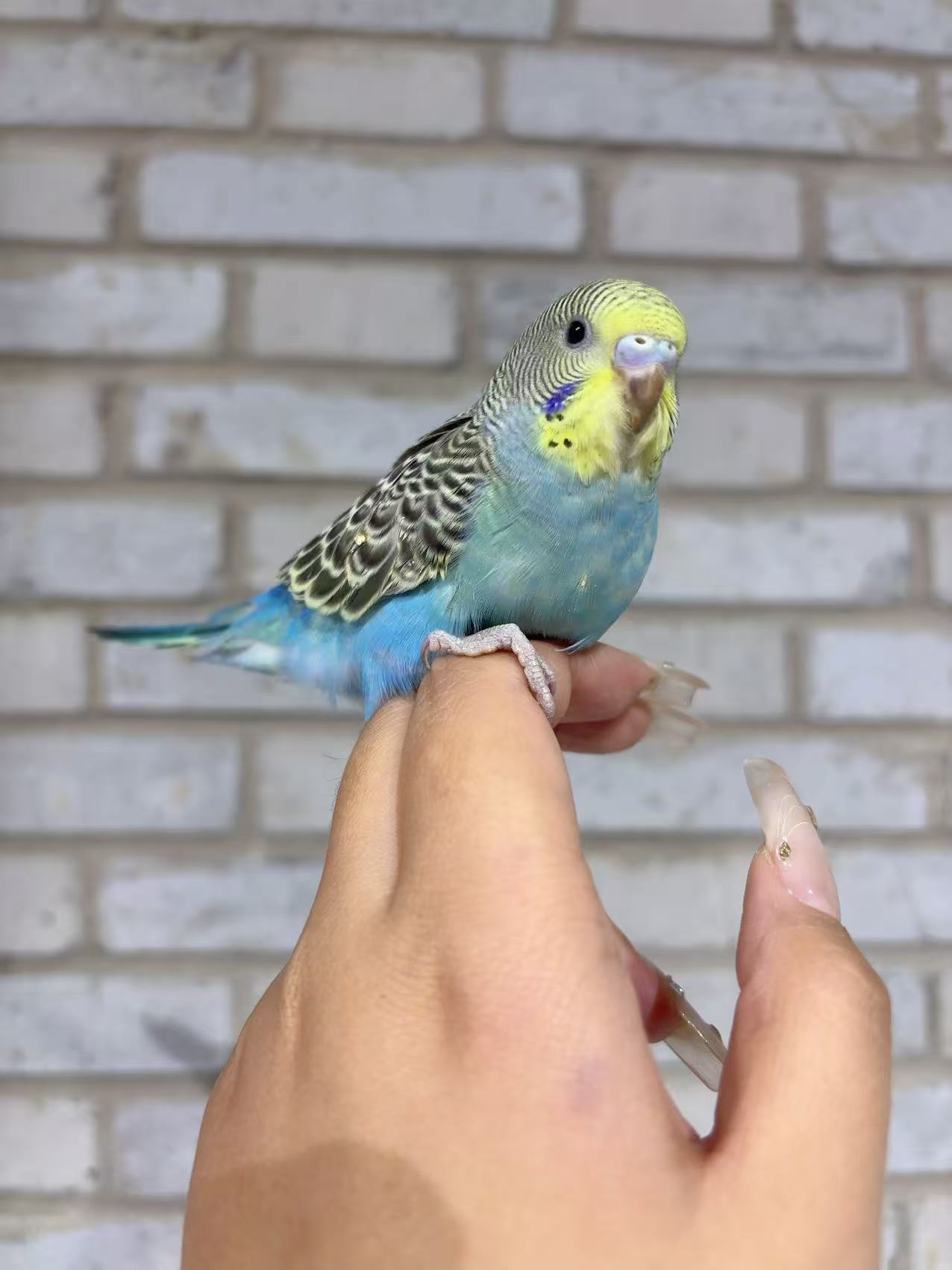 虎皮鹦鹉，大头，金彩，云斑，各种颜色